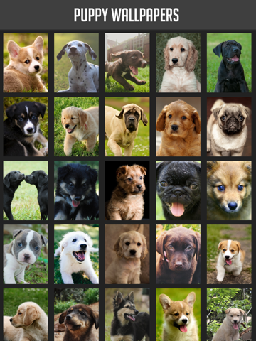 Screenshot #4 pour Puppy Wallpapers