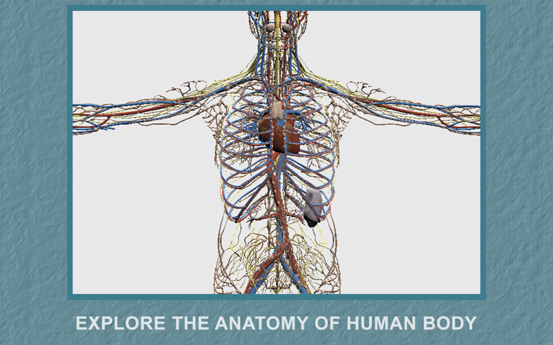Explain 3D: Human body thumbnail 2