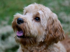 Louie is the world's most adorable labradoodle, and he wants to make your messages more fun