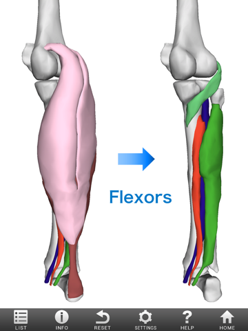 Screenshot #5 pour 3D Muscle