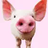 Pig Sounds problems & troubleshooting and solutions