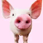 Pig Sounds App Negative Reviews