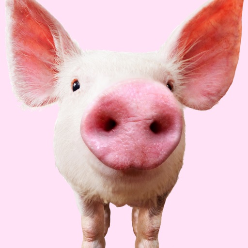 Pig Sounds Icon