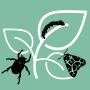 Pest ID