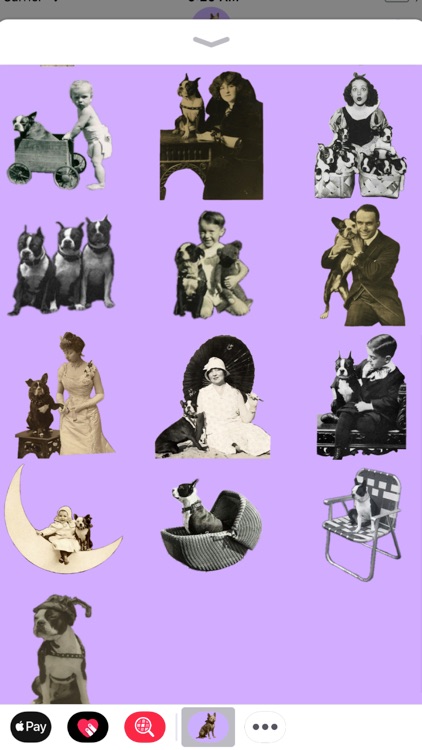 Vintage Boston Bull Terrier