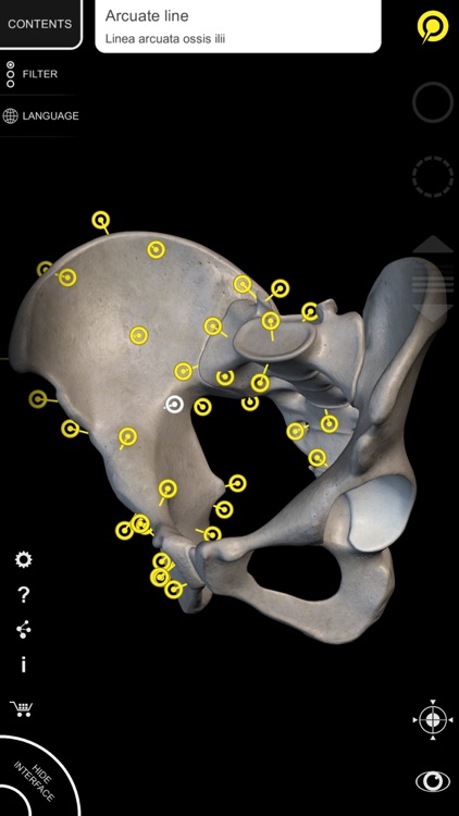 Muscular System - 3D Atlas of Anatomy - Muscles and bones of the human body