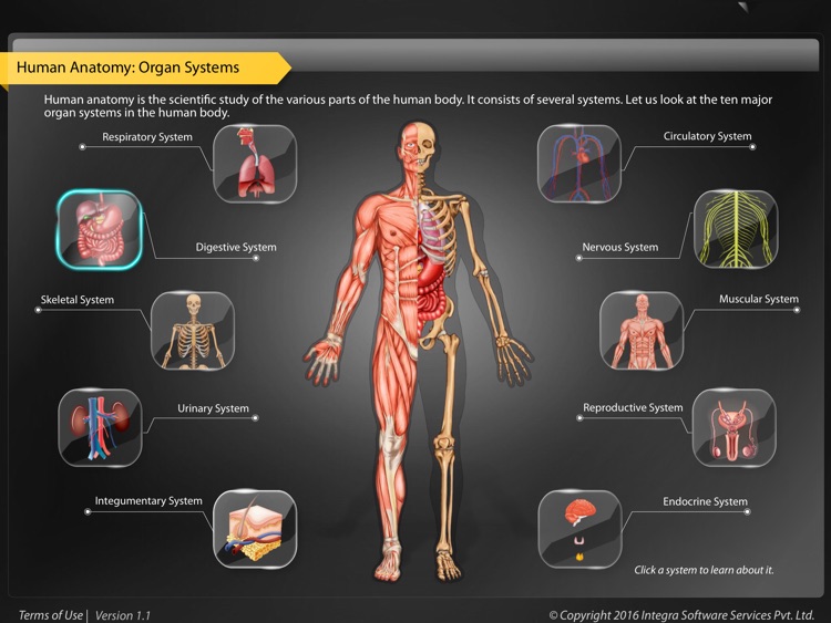 Human Anatomy Explorer - Digestive System