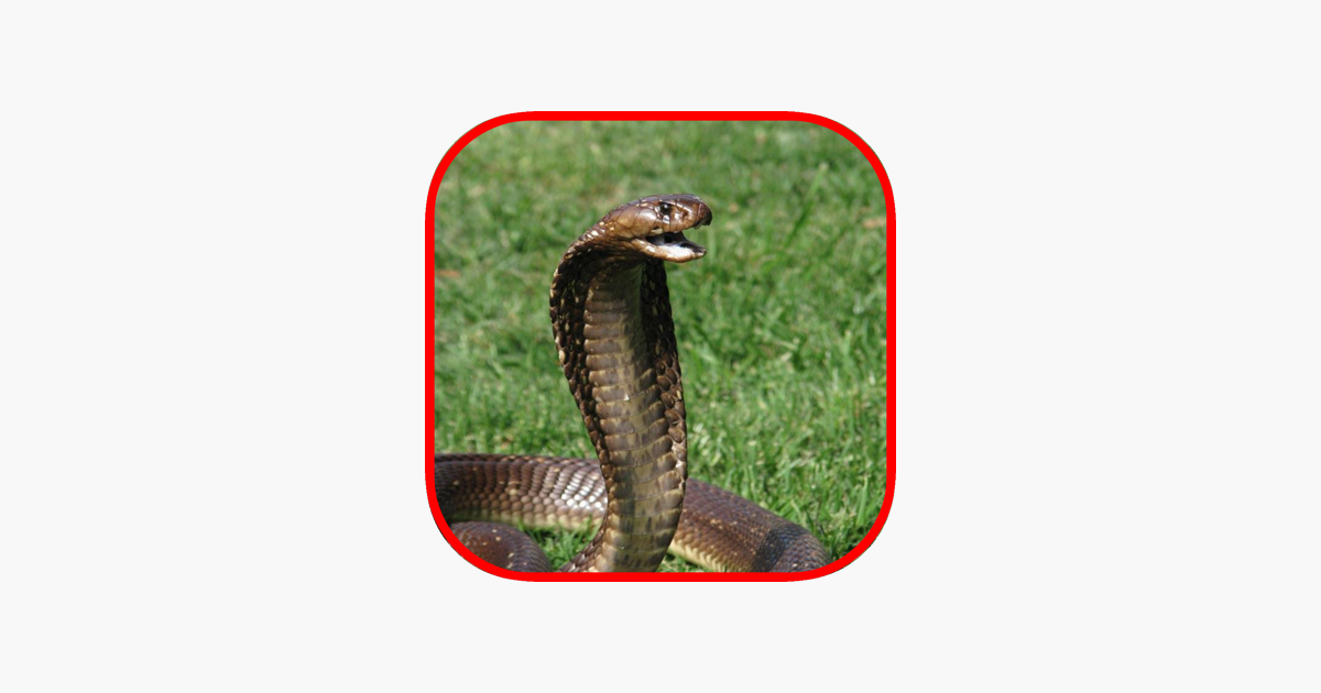 Snake Scare Prank - Prank girls with scary snake on the App Store