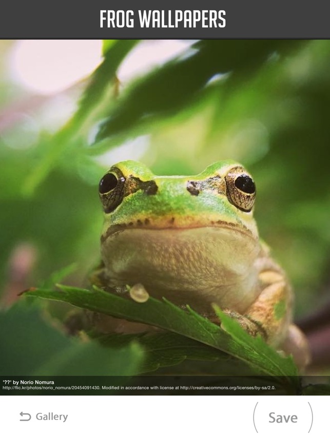 Check out Googles latest Pixel wallpapers because FROGS  9to5Google