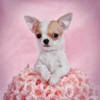 Chihuahua Puppies Wallpapers HD: Quotes with Art