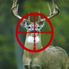 adventure of deer hunting elite sniper Forest Prey