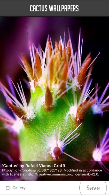 Cactus Wallpaper screenshot-4