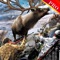 Wild Life Animal Hunting Adventure - Pro