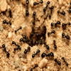 How To Get Rid Of Ants