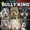 BULLY KING Magazine | Fastest Growing New Magazine 2015