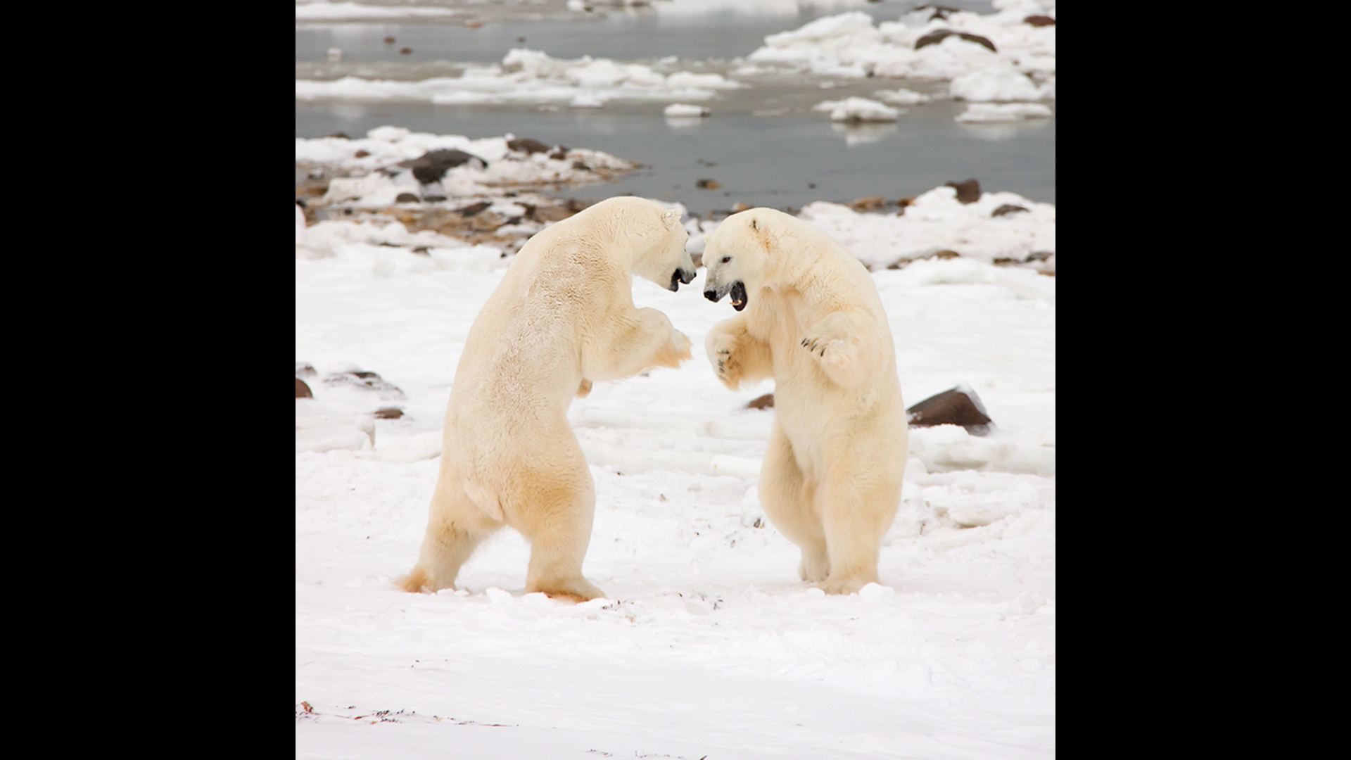 Album Polar Bears HD