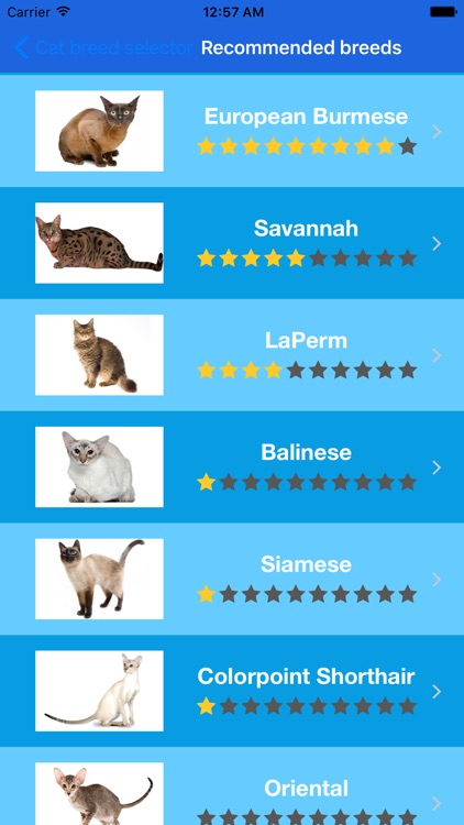 Cat breeds - Information about your favourite breeds screenshot-4