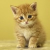Cute Animals - Aww! - iPhoneアプリ
