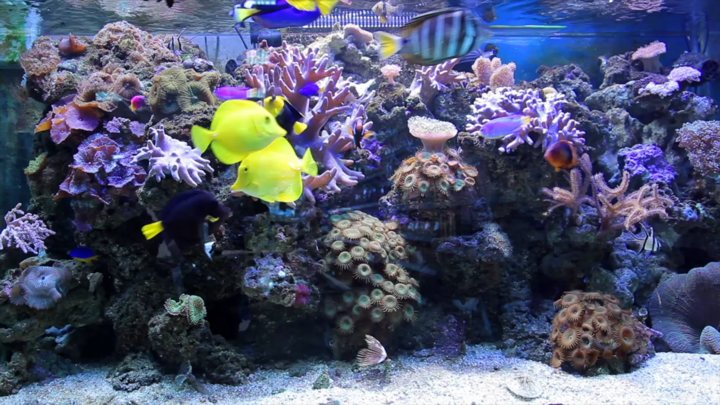 Screenshot #2 pour Aquarium Virtual Tv