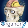 3D Organon Anatomy - Brain and Nervous System icon