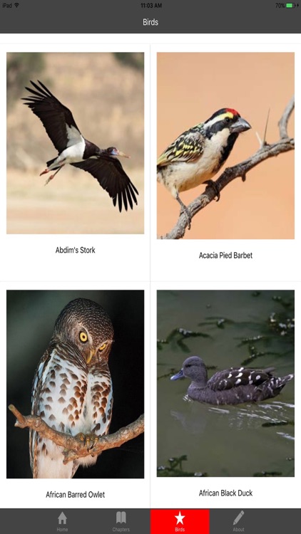 Birding In Southern Africa