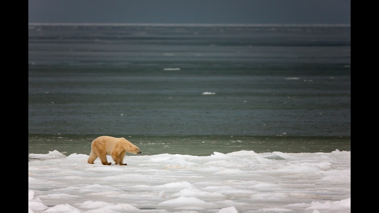 Album Polar Bears HD