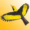 Similar The Michael Morcombe and David Stewart eGuide to the Birds of Australia LITE Apps