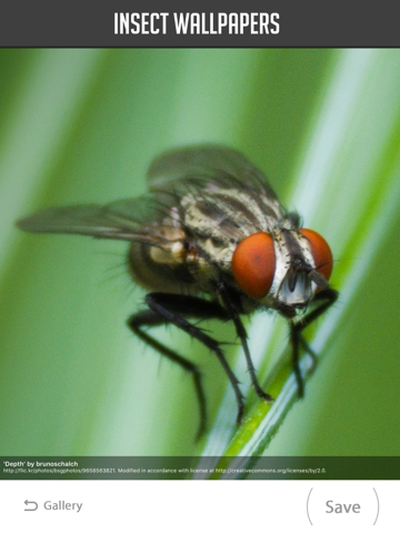 Screenshot #4 pour Insect Wallpaper