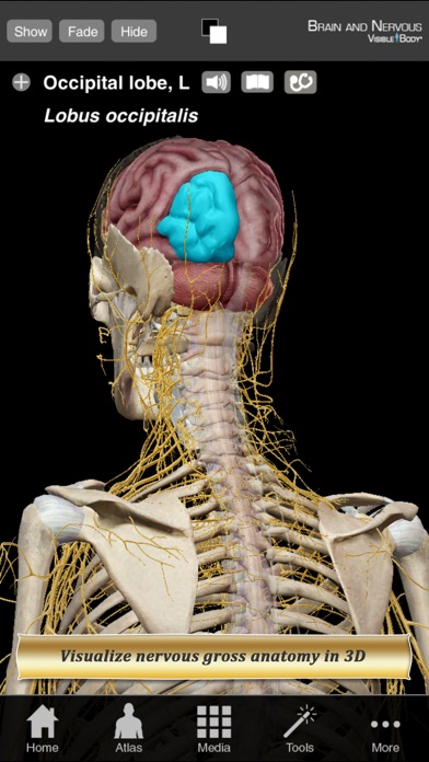 Brain and Nervous Anatomy Atlas: Essential Reference for Students and Healthcare Professionalsのおすすめ画像1