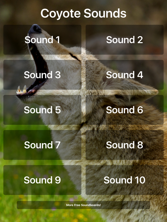 Coyote Sounds!