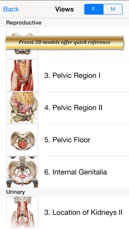 Reproductive and Urinary Anatomy Atlas: Essential Reference for Students and Healthcare Professionals