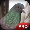 Pigeon Simulator Pro