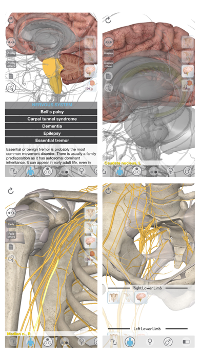 3D Organon Anatomy - Brain and Nervous System Screenshot