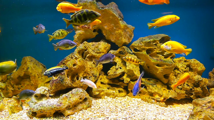 Screenshot #3 pour Aquarium Virtual Tv