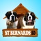 St. Bernards IO