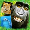 Icon Animals - Cute Animal Wallpapers & Wild Life Backgrounds