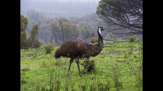 動物オーストラリアのおすすめ画像3