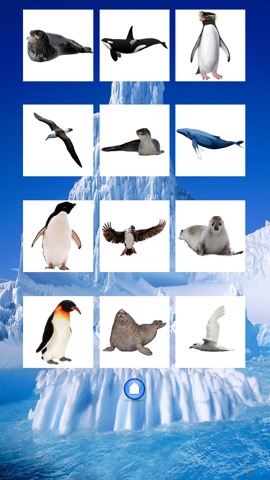動物南極大陸のおすすめ画像2