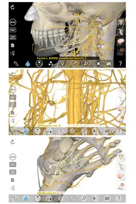 Game screenshot 3D Organon Anatomy - Brain and Nervous System hack