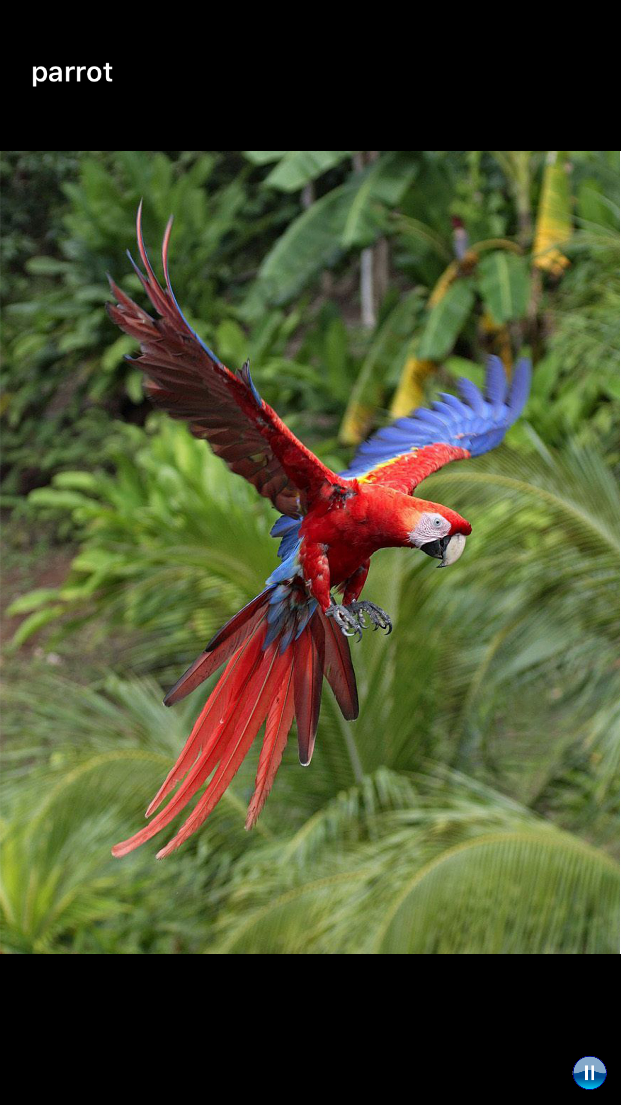 Sounds of Jungle screenshot 3