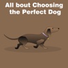 All About Choosing the Perfect Dog