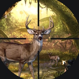 Mystery of Deep Forest Deer Hunting