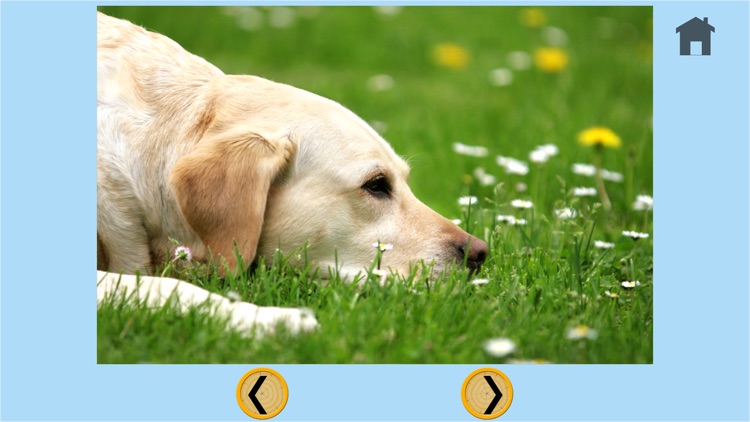 captivating dogs for kids - no ads screenshot-4