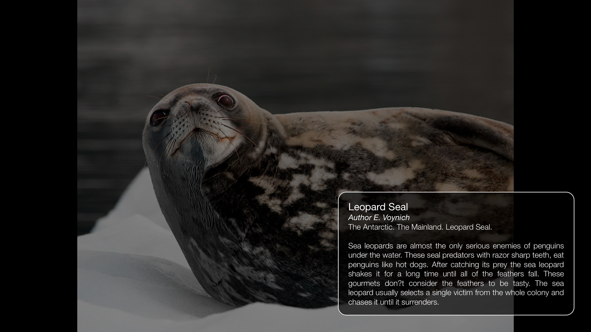 Album Antarctic
