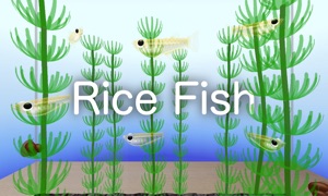 Rice Fish VR