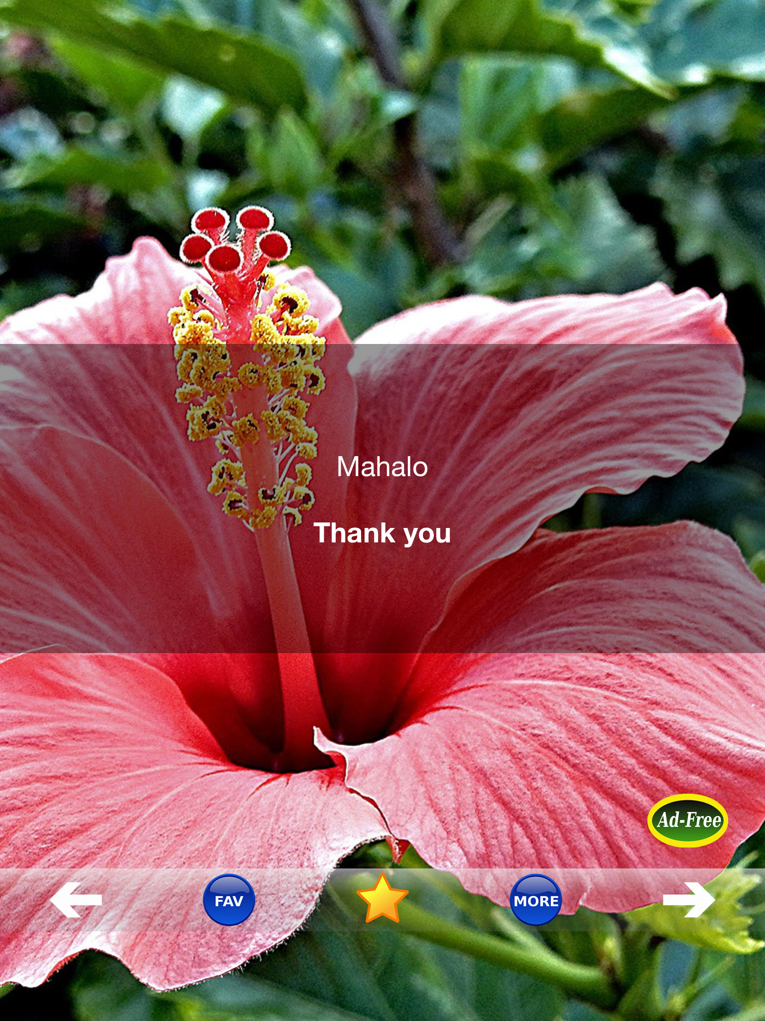 Hawaiian Words & Phrases! Hawaii Dictionary and Casual Language Translation Guide