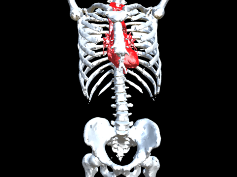 Screenshot #4 pour VR Body Guide