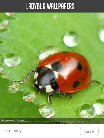 Screenshot #6 pour Ladybug Wallpapers