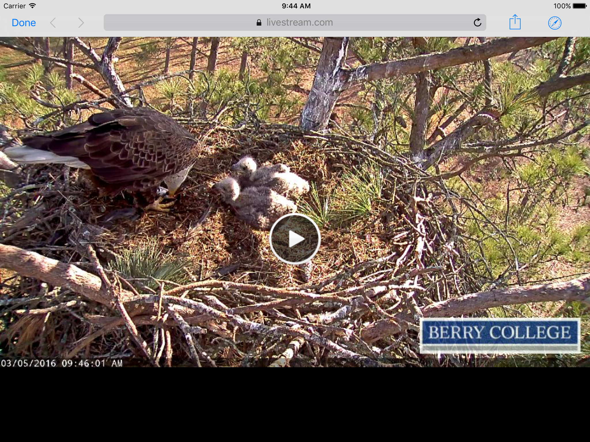 Berry College Eagle Cameras