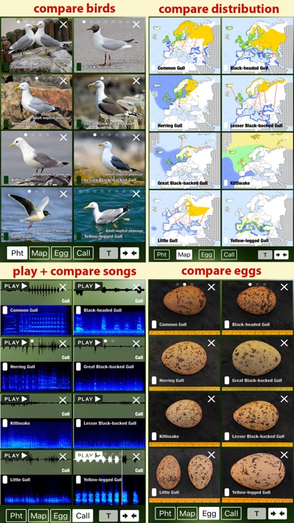 All Birds Netherlands - A Complete Field Guide to the Official List of Bird Species Recorded in the Netherlands